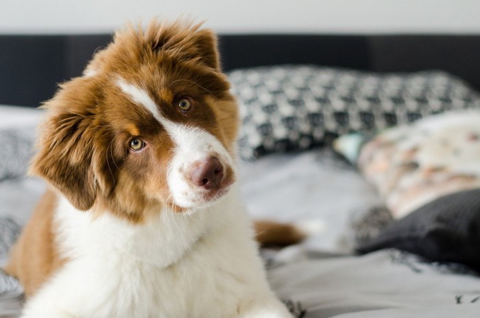 首をかしげるAシェパードの子犬