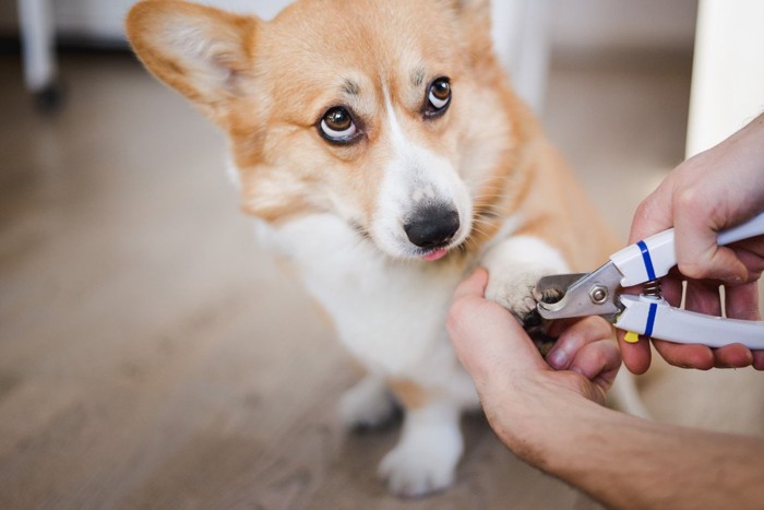 上目遣いの犬と爪切り