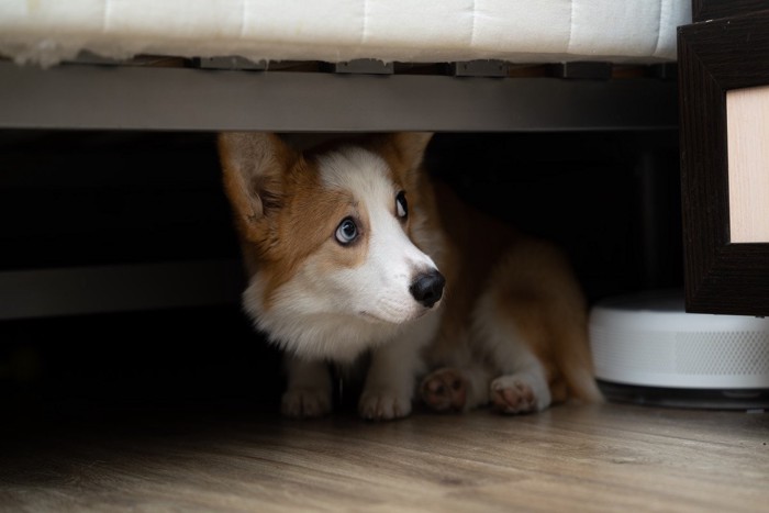 ソファ下から様子を伺う犬