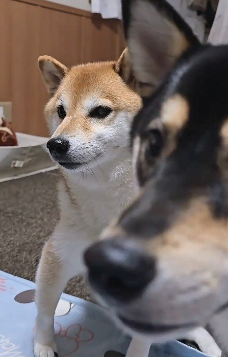 うめちゃんもやってきた♪