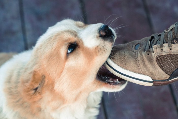 靴を噛む犬