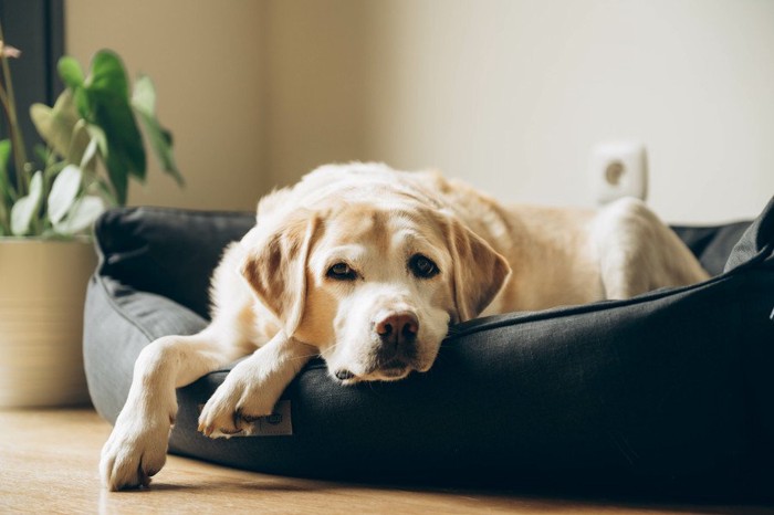 不安そうな犬
