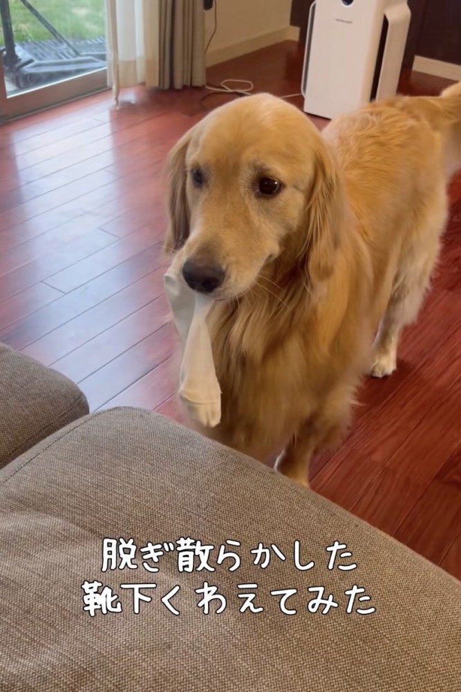 遊んでほしいアピールかな?
