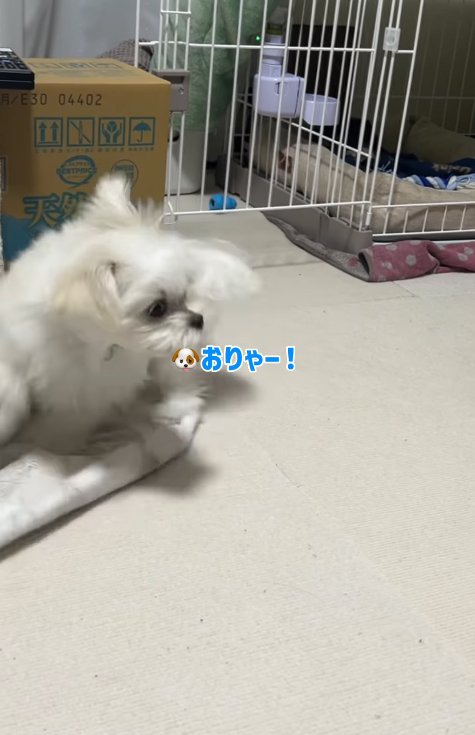 おしりを追いかける小型犬