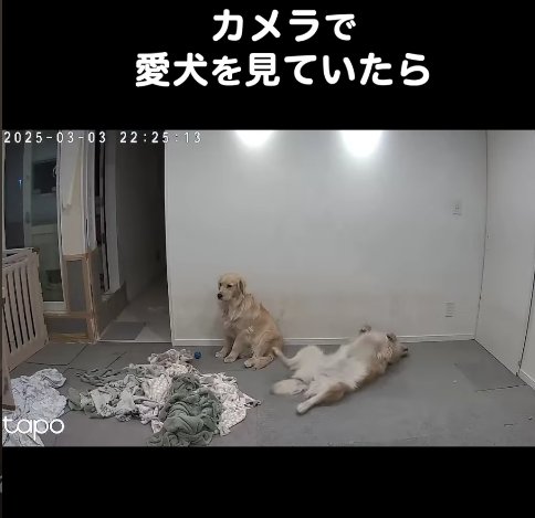 部屋の中に座っている大型犬と寝転んでいる大型犬