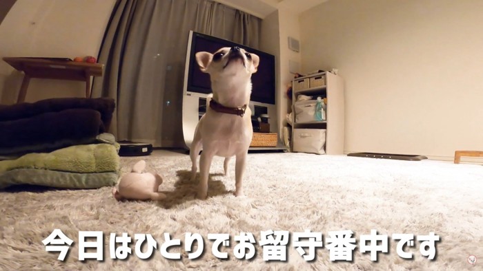 上を向く犬