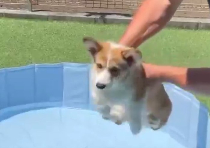 ぴょこぴょこ