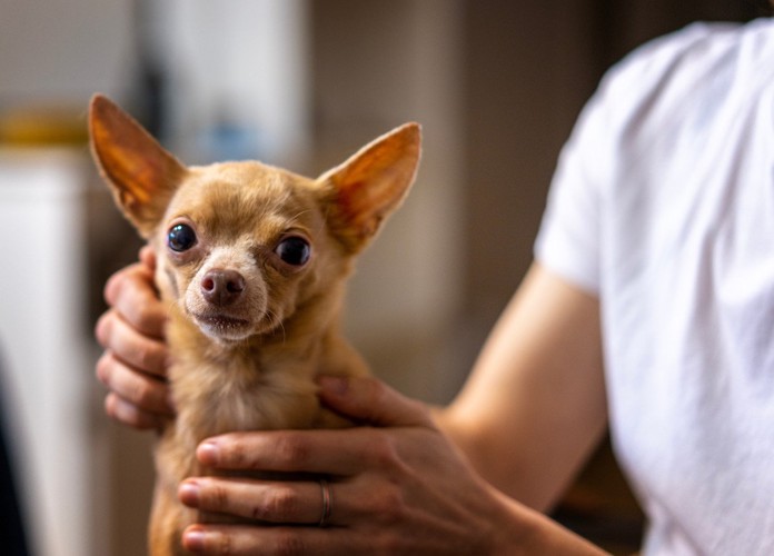 膝の上に座っている犬