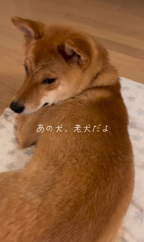 『老犬』って言われたんだ…