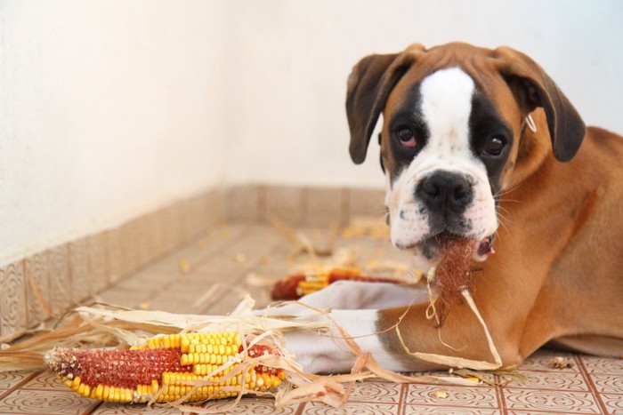 干しトウモロコシを食べるボクサー犬