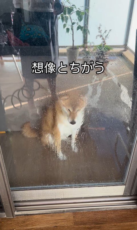 けいちゃんにガラス越しに水をかけたら…3