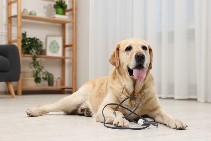 電気コードと犬