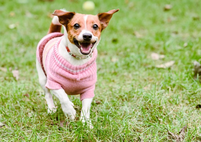 服を着て屋外で遊ぶ犬
