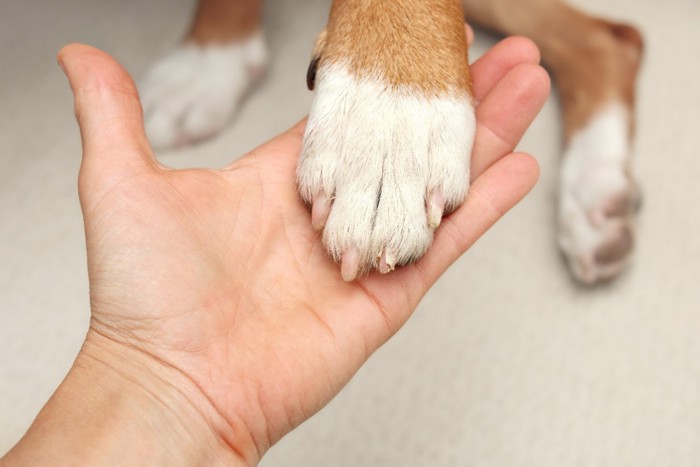 お手をする犬の前足