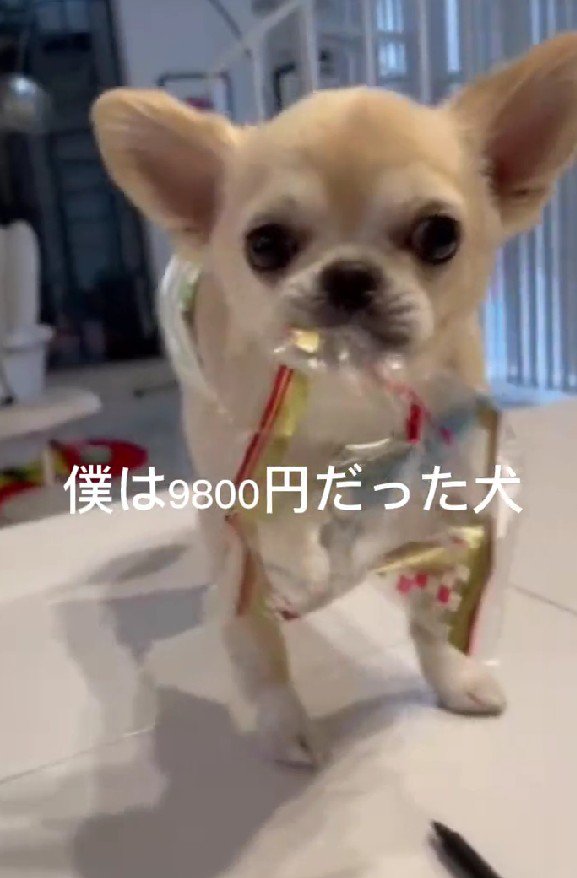 9800円で売れ残っていた犬