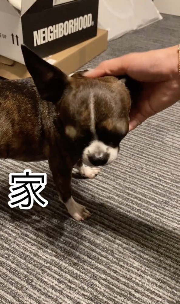 一方お家の中では…