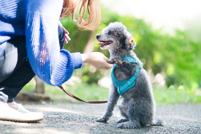 飼い主の指示でお手をするトイプードル