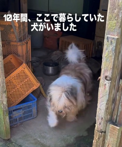 倉庫の中にいる犬