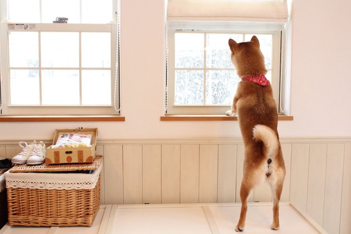 窓から外を眺める柴犬の立ち姿