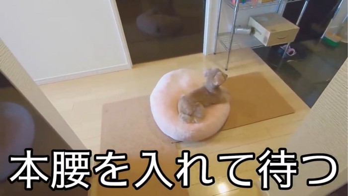 クッションに寝そべる犬