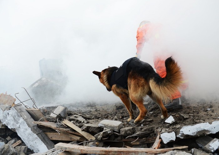 災害救助犬