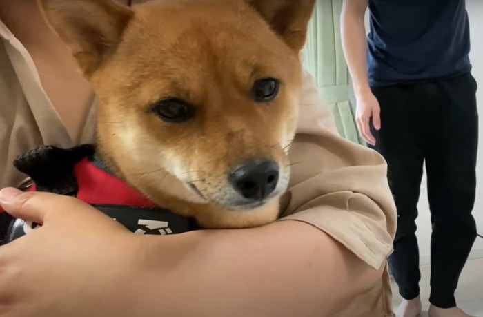 抱っこされ不安そうな犬