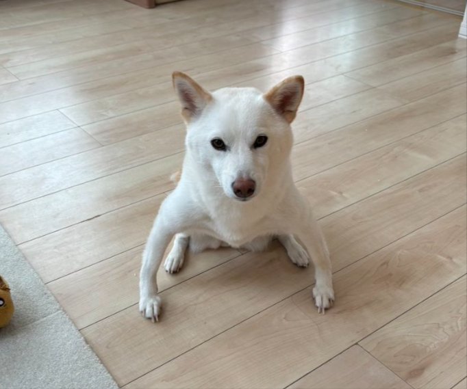 柴犬