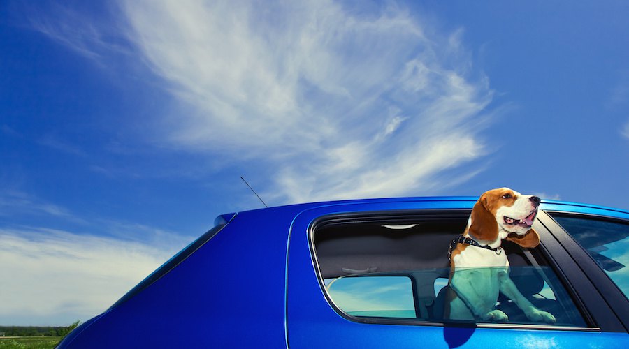 車に乗った犬と綺麗な青空