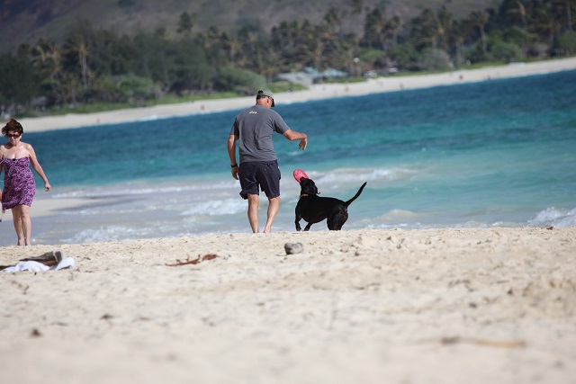 ビーチと犬