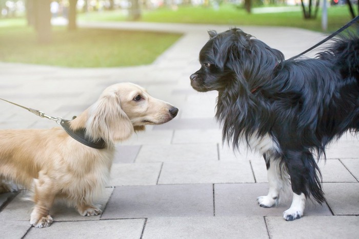 散歩中に犬に挨拶する犬