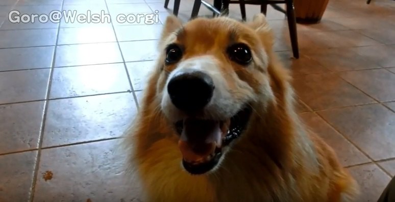 ケーキを食べる犬