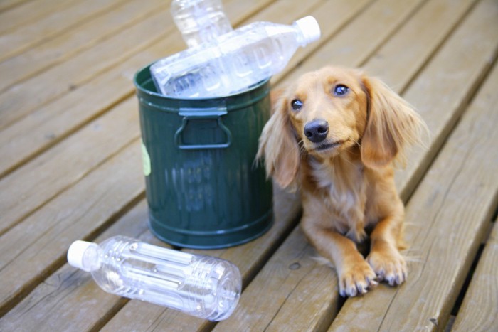 ペットボトルと犬