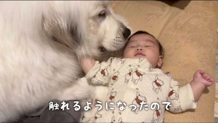 赤ちゃんに体を触らせる犬