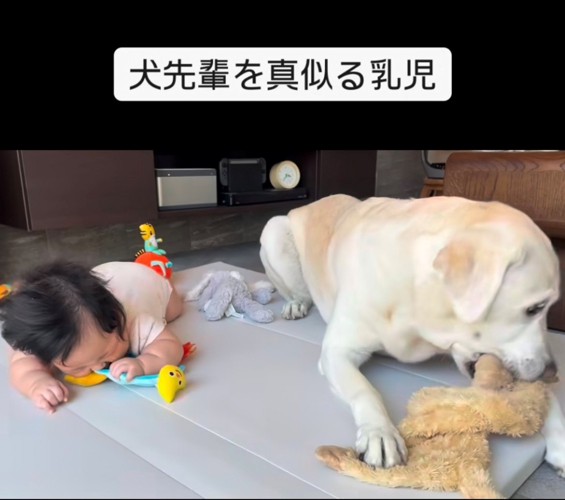 おもちゃを咥える犬とおもちゃに顔を埋める赤ちゃん1