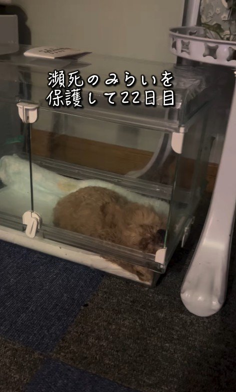 みらいちゃんが元気になるまで
