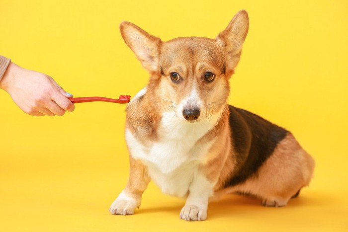 歯磨きを嫌がる犬