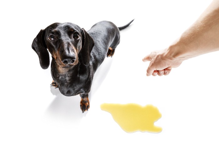 粗相して叱られる犬