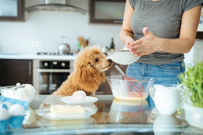 ホットケーキを作っている最中の飼い主と見守る犬