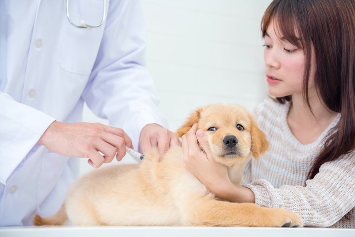 病院でワクチンを接種する子犬