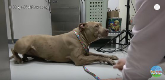 病院の床をはう犬