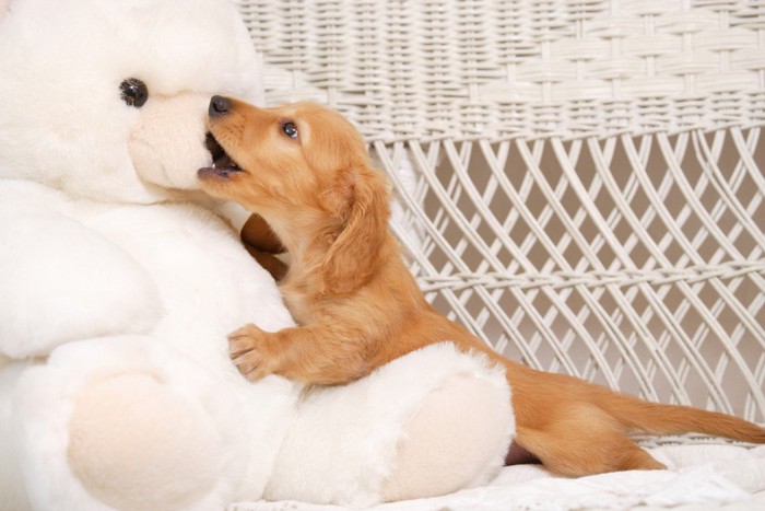 ぬいぐるみの鼻を噛む子犬