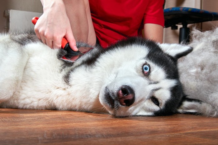 ブラッシングしてもらう犬