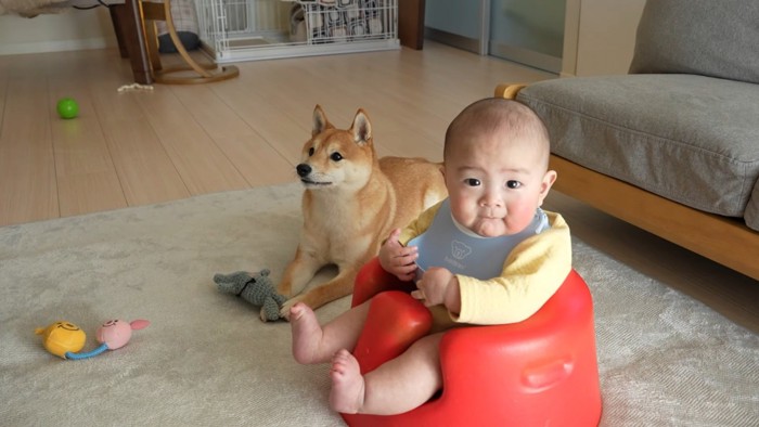 お行儀よく伏せる久兵衛くんの姿が…！