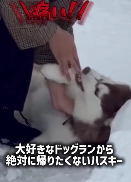 パパの手をガブリ！！