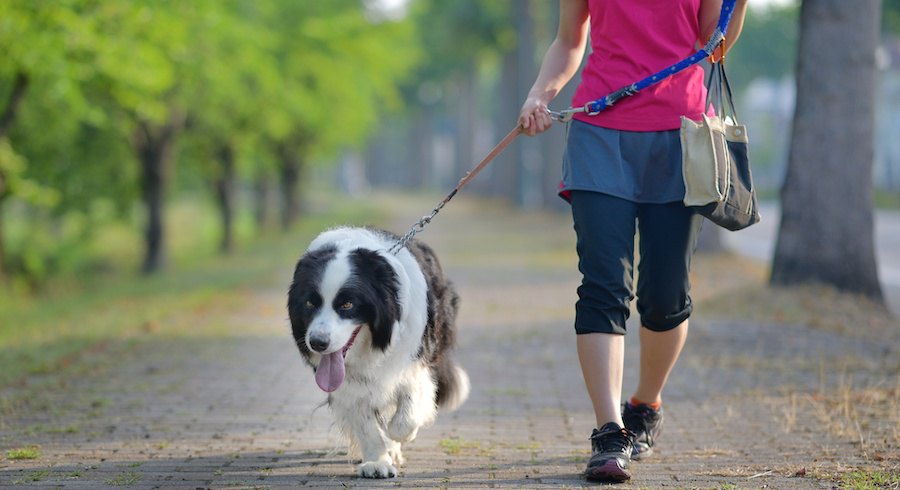 飼い主と散歩を楽しむ犬