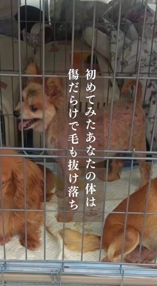 体中の毛が抜け落ちた犬