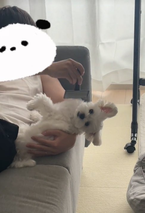 寝てブラッシングされる犬2