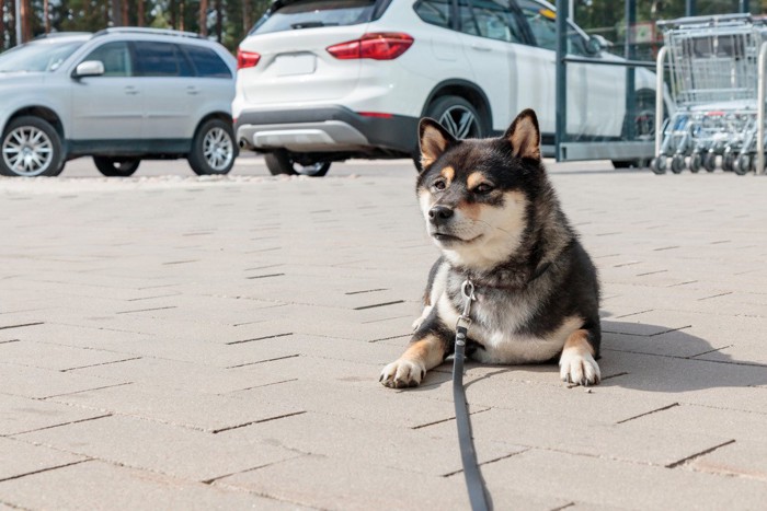 地面に伏せる犬