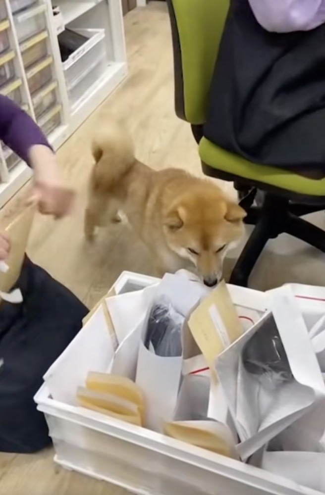 郵便物をクンクン…