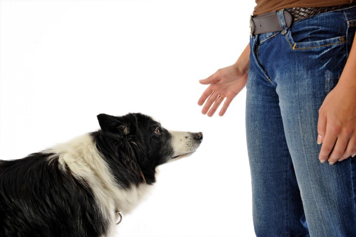 男性の前に佇む犬